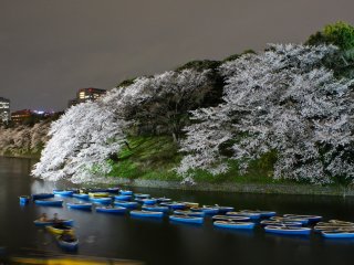 Cherry blossoms at its peak around&nbsp;Chidorigafuchi in Tokyo.&nbsp;If you have time and company, take a rowboat and enjoy the flowers from the water.