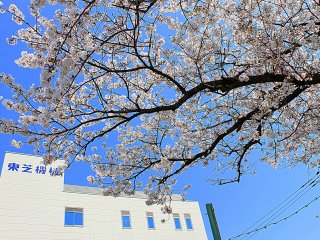 This cherry blossom tree adds drama to the entrance of this building&#39;s compound. &nbsp;