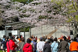 Cherry Blossom Festival performers&nbsp;at Mobara Park from April 1st to 15th