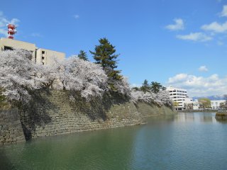 Cherry blossoms and the castle moat