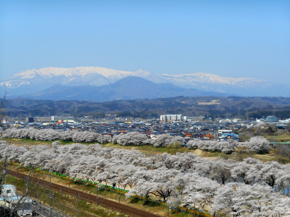 Breathtaking view of Mt. Zao and 1,000 cherry trees along Shiroishi River seen from an observation deck at Funaoka Castle Park during Shibata Sakura Festival