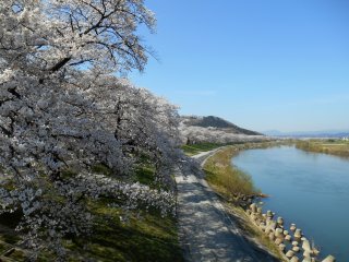An endless line of 1000 cherry trees and the beautiful Shiroishi River