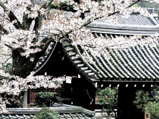 Side entrance to Tenryu-ji&nbsp;Temple