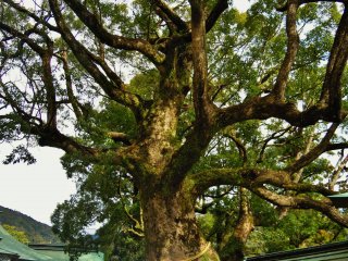 A gigantic tree in the center of the shrine.