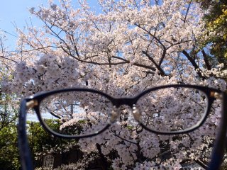 Sakura through my glasses