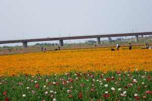 The poppy fields stretch over the Arakawa riverbed