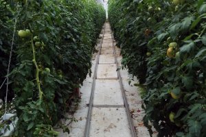 Looking down one of the rows of tomatoes