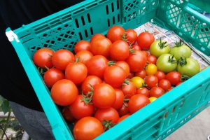 Tomatoes at the greenhouse start green and ripen to red, orange, yellow, or purple depending on the species