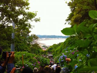 Walking down a path full of hydrangeas with the sea in the background. Beautiful!