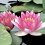 Ashikaga Flower Park: Water Lilies