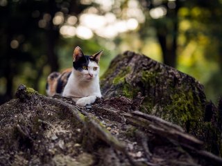 A handsome cat rests against a mossy stump