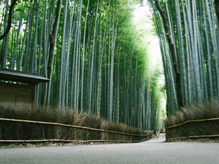 The beautiful bamboo forest at Arashiyama