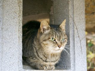 While climbing Mt.&nbsp;Maizuru you&#39;ll find many cats! This one let me go near her and take photos! I think she actually enjoyed it
