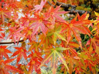 The folk park is one of Gero Onsen&#39;s best places to view the autumn leaves
