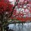 Kyoyo Garden at Nishiyama Park