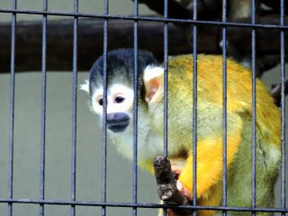 New member of the zoo, a cute squirrel monkey!