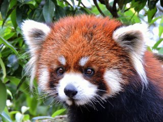 This is one of the red pandas (also known as the &#39;lesser panda&#39;) this zoo is famous for. How cute!
