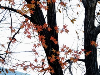 Orange leaves in late December in the Japanese Garden of Grand Prince Hotel New Takanawa