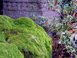 Green moss on the rock inside the Japanese Garden