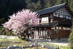 A traditional Minshuku stay house during cherry blossom season