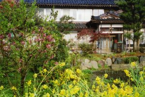 The Minshuku stay house during spring