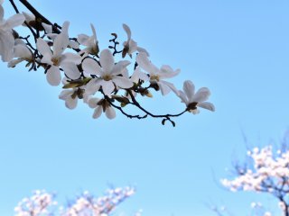 White magnolia with fully blooming cherry blossoms in the background