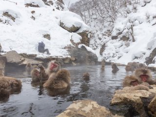 The monkeys are totally relaxed and not at all shy during their bath time