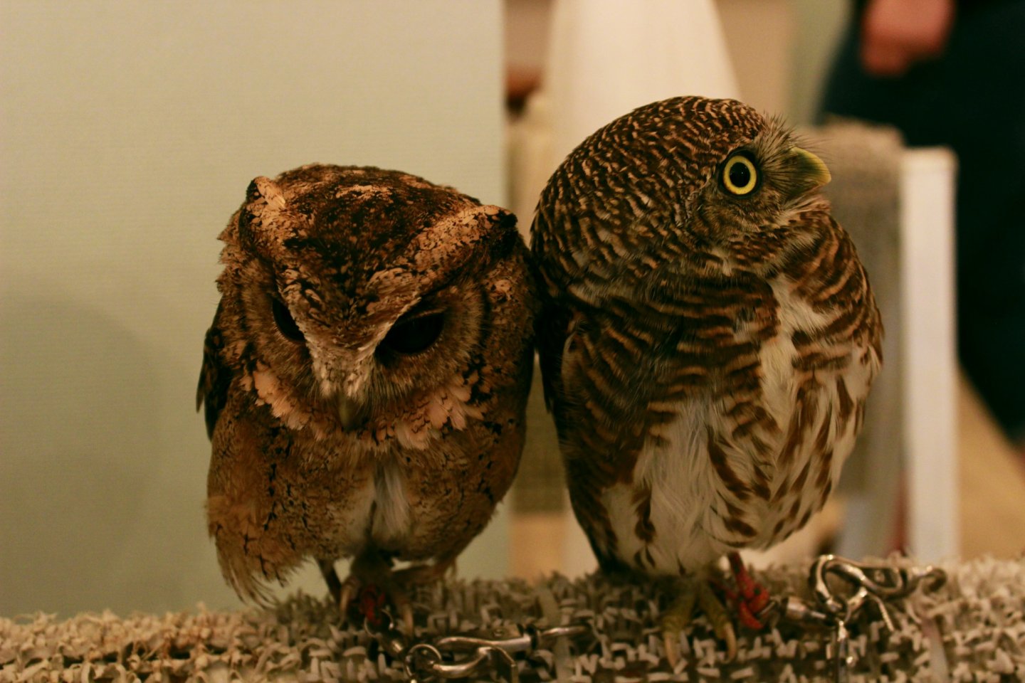 Some of the owls are just the size of your fist.