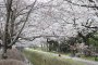 Blooming Sakura in Kyoto