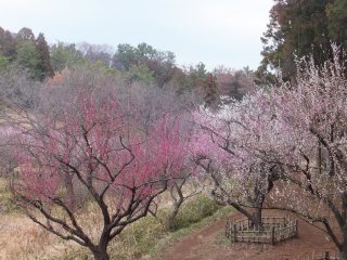 Plum Trees in Hodogaya Park
