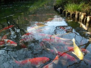 The pond is inhabited by carp who gather expectantly when they see visitors at the water&#39;s edge