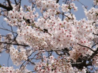 A nice sakura tree at the little Zenko-ji temple off Aoyama Dori.