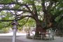 A Tree Grows in Oasahiko Shrine