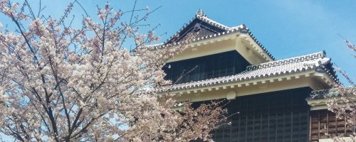 Sakura at Matsuyama Castle