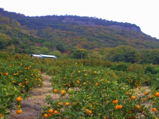 A field of mikan trees at the base of Yashima near the parking spots