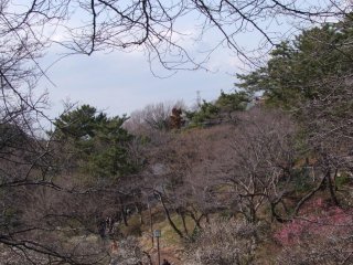 Hundreds of ume trees fill the park