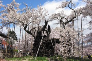 2,000 year old cherry tree
