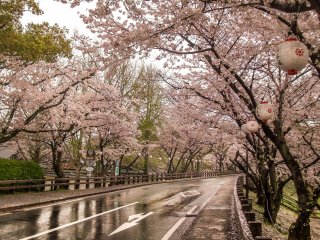Countless Cherry trees lining the main road leading up to Kumamoto Castle