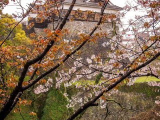  Whatever the weather, the cherry blossoms provide a colorful sight
