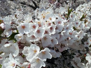 Cherry blossoms in Tono