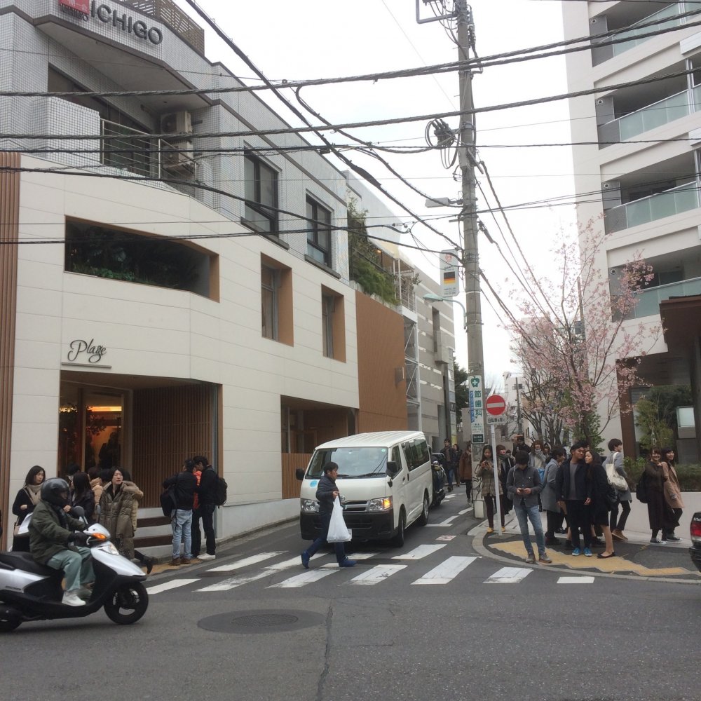 Daikanyama's streets are funky and modern, with sprinklings of cherry blossom from late Feburary