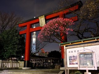 Kameido Ten Jinja during Ume Matsuri (Plum Blossom Festival)