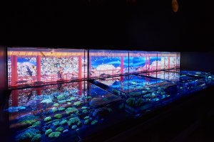 Art Aquarium 2017