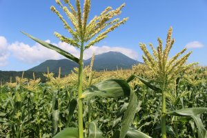 Agricultural Adventures in Hirosaki