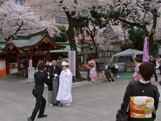 This couple was very lucky; last year the cherry blossoms did not bloom until 10 days later