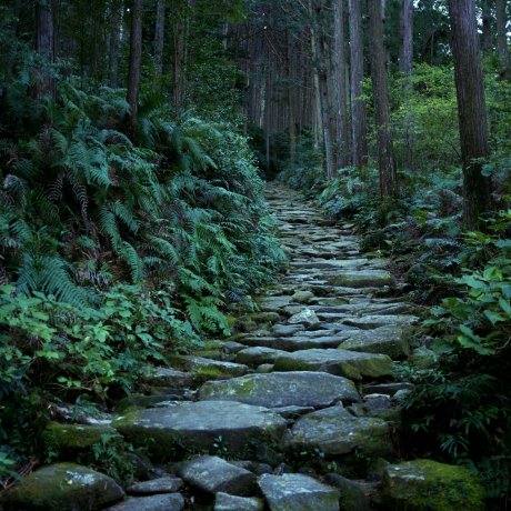 Kumano Kodo Iseji: Binshiyama and the Magose-Toge Pass