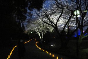 Take the illuminated path past the cherry blossoms in full bloom