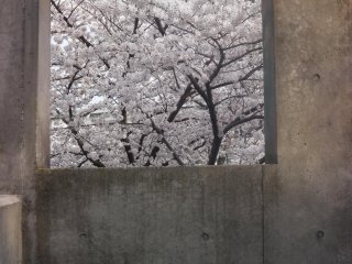 Beauty through a concrete window