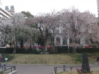 Weeping cherry blossoms in Yamashita Park