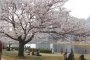 Yokohama Waterfront Cherry Blossoms